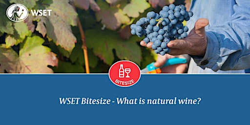 WSET Bitesize - What is natural wine?