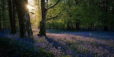 FOREST BATHING IN THE BLUEBELLS (Afternoon Session) primary image