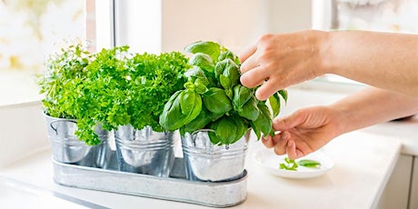 Year-round Indoor Salad Gardening with Peter Burke