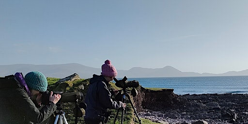 Experiences for the Off-Season Visitor: Coastal Wildlife in Kerry