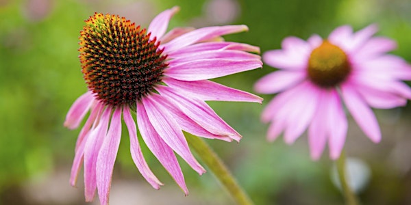 Water Saving Seminar: Top 100 Plants for North Texas