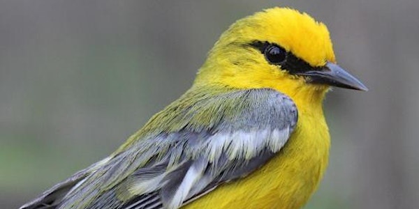 Music and Migration by Pelee Island Bird Observatory with the WSO 