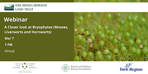 Webinar: A Closer Look at Bryophytes (Mosses, Liverworts and Hornworts)