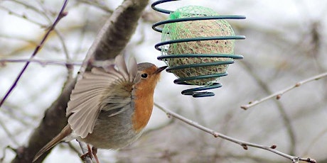 Image principale de Aidons les oiseaux en hiver – Famille à partir de 6 ans