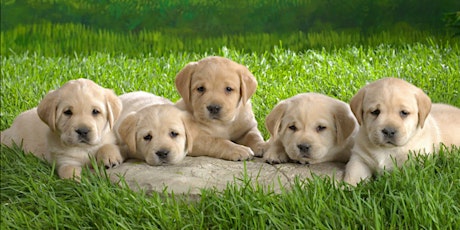 FREE PUPPIES: Stand Up Comedy Hour For People Who Like Puppies primary image