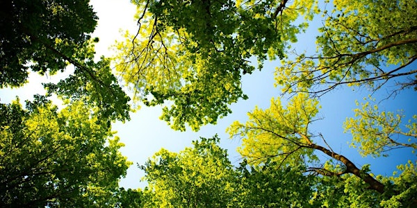 Water Saving Seminar: Texas Trees