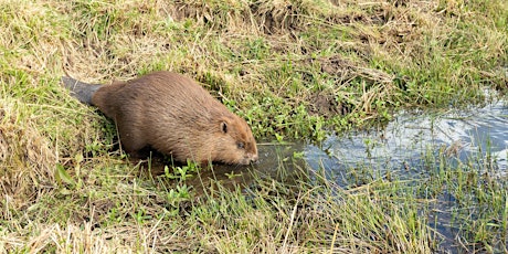 Beaver conservation, ecology and management - autumn course