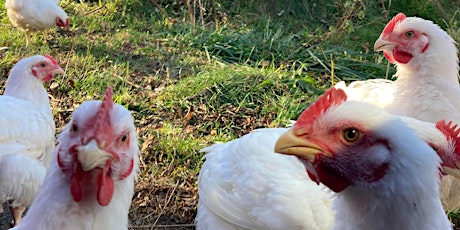 Backyard Birds:  Laying hens, meat chickens, guinea fowl