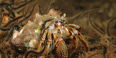 The condition of seabed habitats, fish and shellfish in the Clyde workshop primary image