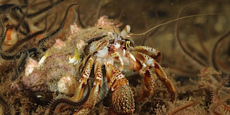 The condition of seabed habitats, fish and shellfish in the Clyde workshop primary image