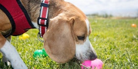 Wag Hotels' 9th Annual Easter Egg Hunt for Dogs- Sacramento tickets