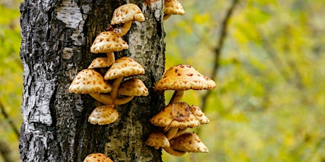 Trees and Fungi Working Together - A Remarkable Relationship