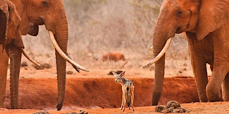 Ingrid Vekemans - natuurfotografie in eigen land en in Afrika - 23/02/2018 - 20:00 - CC Bogaard Sint-Truiden primary image