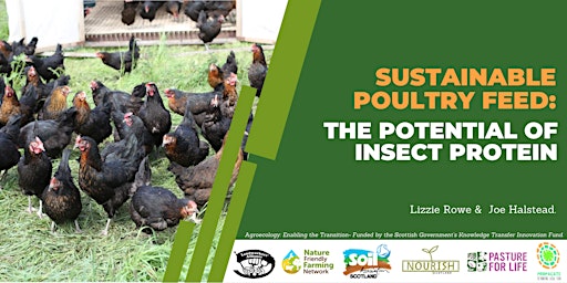 Sustainable Poultry Feed: the potential of insect protein