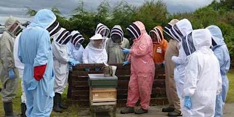 Teaching Beekeeping (Manchester) primary image