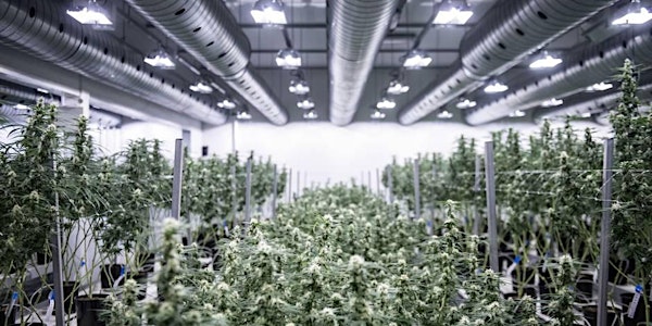 Breaking the Green Frontier: The Canadian-Australian Cannabis Story