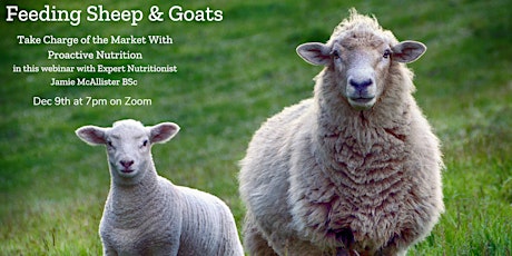 Feeding Sheep & Goats