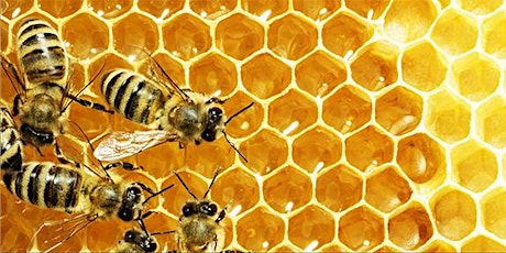 Beekeeping Basics ~ An Introduction Class