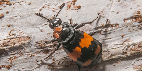 Introduction to Burying Beetles with  Ellie Bladon