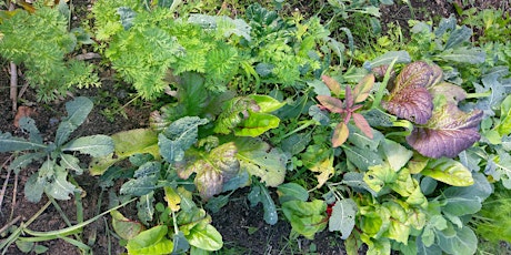 Turning Your Brown Thumbs Green - Organic Vegie Growing for Beginners primary image