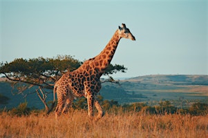 Take in the Magnificence of South Africa!