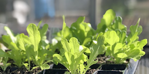 Hydroponic Lettuce Make-and-Take Workshop
