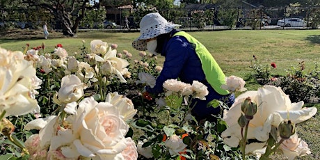 Municipal Rose Garden: Annual Pruning Event