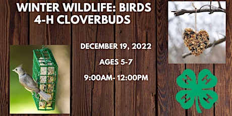 Winter Wildlife - Currituck Birds