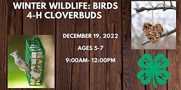 Winter Wildlife - Currituck Birds
