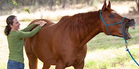 How to Prevent and Alleviate Neck and Back Pain For Your Equine Partner