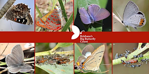 The 'Blue' Butterflies - Workshop with Peter Samson