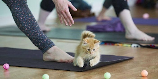 December Kitten Yoga to Benefit the AWLA