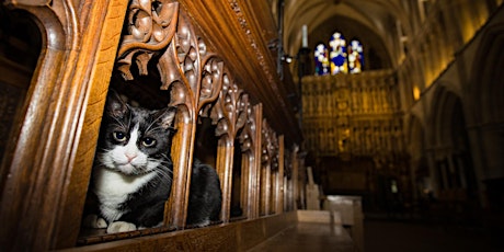 Hodge the Cathedral Cat presents Stories of Cats