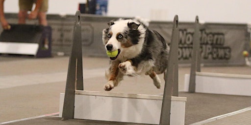 Training Class - Flyball primary image