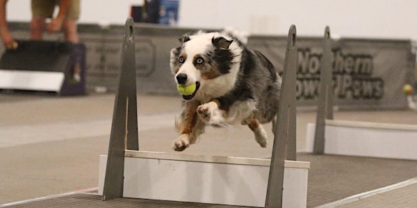 Training Class - Flyball
