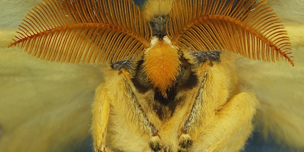 Thursday Night Live! The Human Insect by Mark Wigley