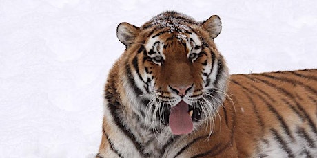 Amur Tiger Encounter