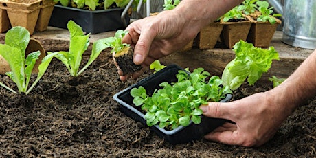 The Beginner's Course to Vegetable Gardening