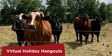 Virtual Holiday Hangouts - Meet the Cows!
