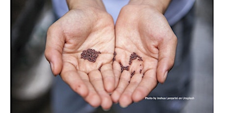 Imagem principal do evento Frederick County Master Gardener:Seed Saving for Sustainable Kitchen Garden