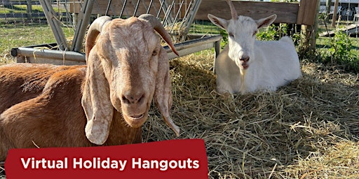 Virtual Holiday Hangouts - Meet the Goats and Sheep!