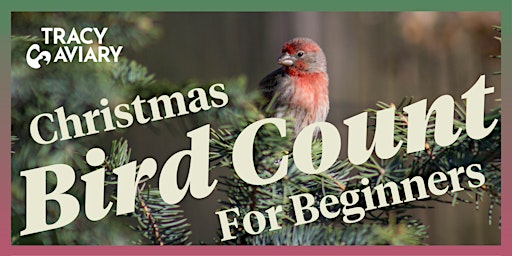 Christmas Bird Count for Beginners