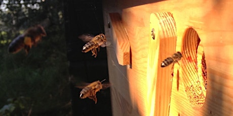 Primaire afbeelding van landelijke BD-imkerbijeenkomst "Tijd voor de Bijen"