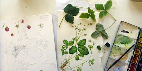 Botanical Drawing in the Concordia Greenhouse! primary image