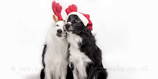 Dog Fun Day and Christmas Fayre