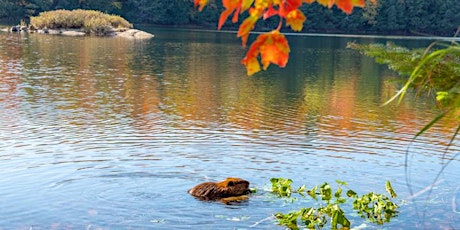 Shamanic Sound Healing Journey & Mantra (Full Beaver Moon)