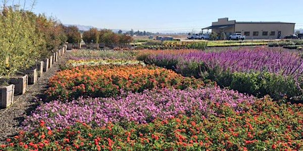 Devil Mountain Wholesale Nursery - Petaluma Grand Opening 