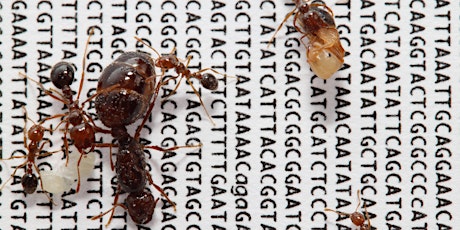 How do genes make an ant society? primary image