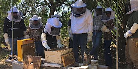Imagem principal de Beekeeper Mentoring 2023-2024 | Hands-on First Year w Experienced Beekeeper