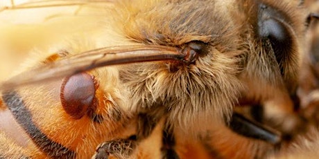 Imagen principal de Honey Bee Pest & Disease Intensive | 1-day Hands-On Beekeeping Workshop